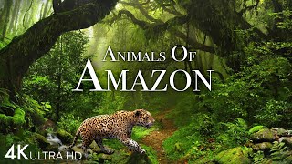 Animals of Amazon 4K - Animals That Call The Jungl