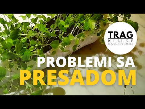ISSUES WITH SEEDLINGS/TRANSPLANTS (2021) [TRACE OF THE PLANT]