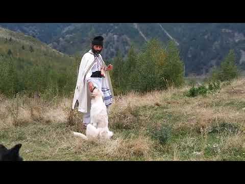 Poenile Arinisului Straja- Bacau Dacia Romania.