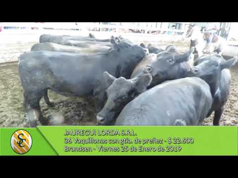 25-1-19 - Venta de Vientres - Jauregui Lorda S.R.L. -  Brandsen