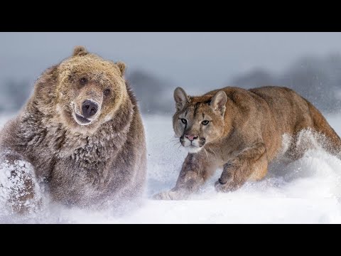 ¿Quién Gana? Oso Gigante vs Puma Sigiloso: La Batalla Brutal que Redefinió la Ley de la Montaña