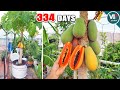 Easy Grow Papaya In Container From Seeds To Harvest Part2