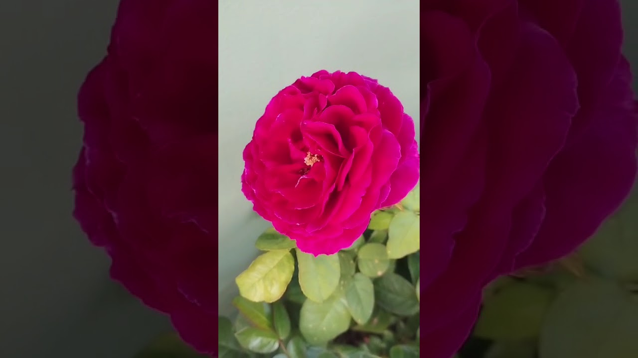 Ах эти дивные цветы