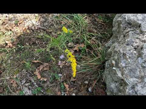 Joe Walsh TURN TO STONE & INDIAN SUMMER