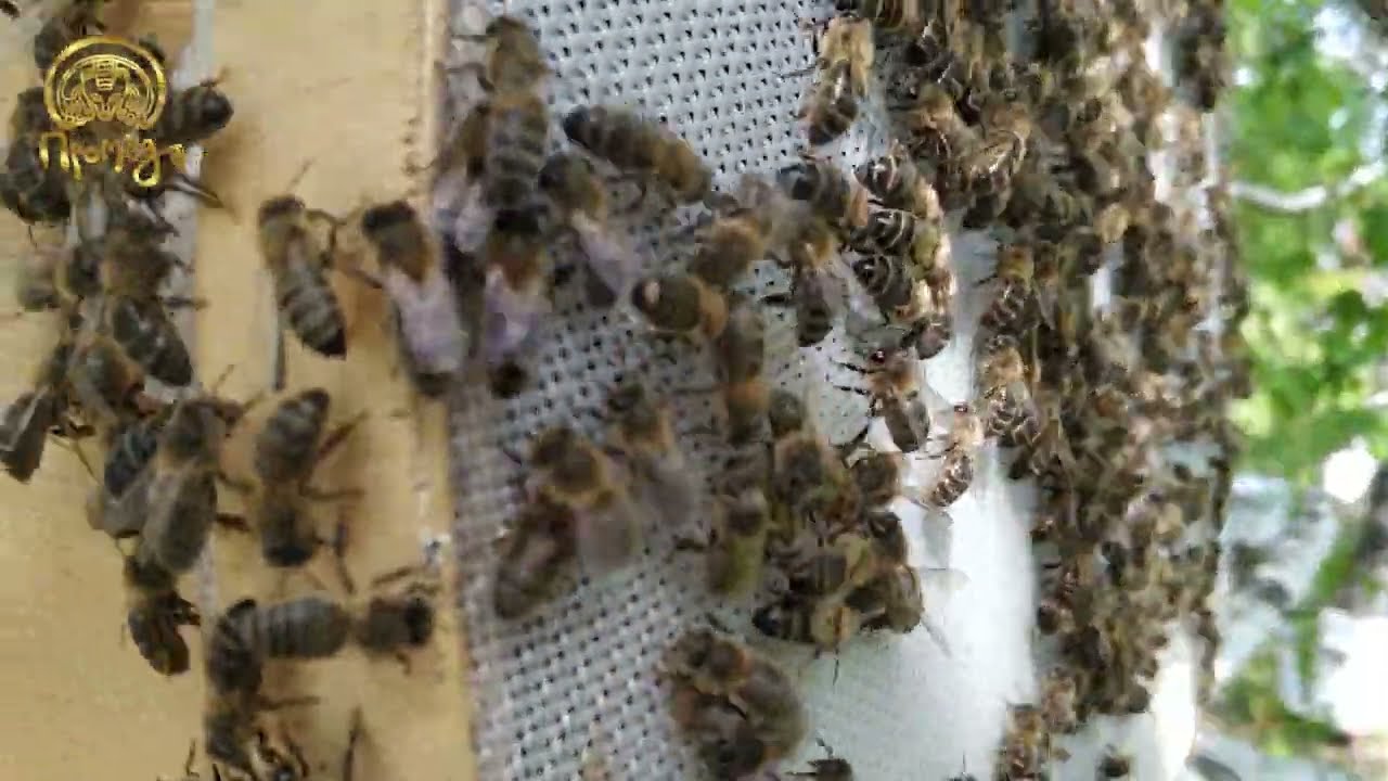 Роение пчёл на пасеке Промёда