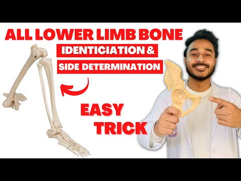 All lower limb bone side determination | All lower limb bone identification  lower limb bone anatomy