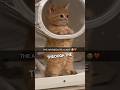 This Kitten Was Making Air Biscuits At The Vet