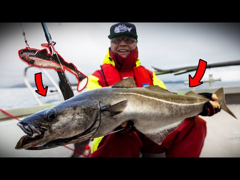 Highspeed Gummifischangeln auf SEELACHS - So funktioniert´s (Laukvik / Senja)