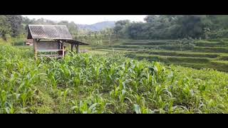 Download lagu Suasana acara hajatan sunda di kampung Pamulihan dan masak di dapur mp3