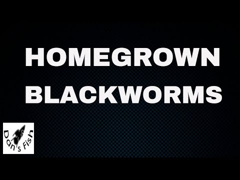 Culturing Blackworms for Aquarium Fish Food