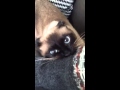 Cat Attacks Arm