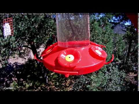 Male Magnificent Hummingbird Stops By Feeder