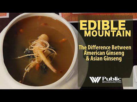 EDIBLE MOUNTAIN — The Difference Between American & Asian Ginseng