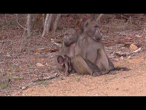 SOUTH AFRICA Chacma Baboon (Kruger national park)