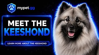 Keeshond: Everything You Need to Know