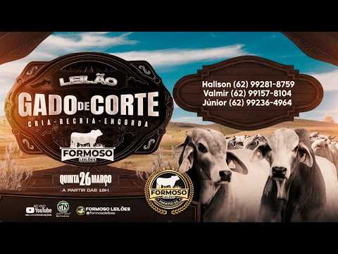 LEILÃO GADO DE CORTE FORMOSO LEILÕES - FORMOSO - GO - 26/03/2026
