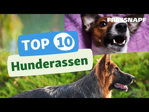 Top 10 Hunderassen