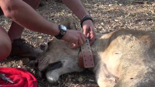 Download lagu Simon Naylor Conservation Manager Collaring a lioness at Phinda Private Game Reserve in South Africa mp3