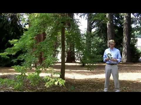 Common hackberry (Celtis occidentalis) - Plant Identification