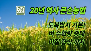 벼농사짓는법 비료 사용법 큰손농법 수량증대 웃자람 도복방지제