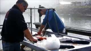 preview picture of video 'Sekiu,WA- Fresh Salmon- Lifestyle'