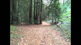 The Orange Peels - Grey Holiday