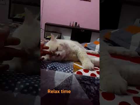 aalam kal la hu #catlover