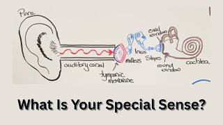 Special Senses