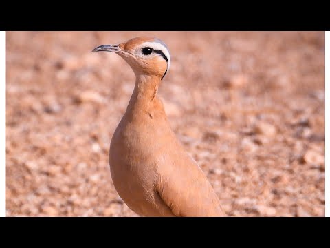 Courvite isabelle cream couloured courser كروان عسلي تلمسان الجزاءر tlemcen Algerie 2023