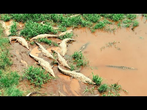 EL GARRA -  ANIMAL 🐊