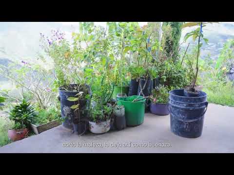 miPáramo Emprende - Finca El Pedregal - Pamplonita, Norte de Santander