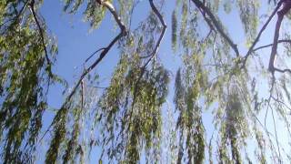 ♥ "My Dream Sonata" - Roger Williams