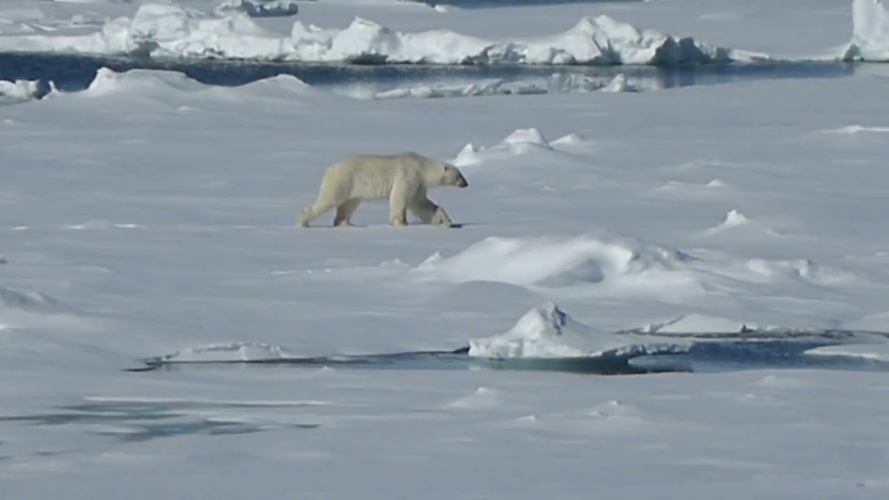 Polar Bear, Ursus maritimus, on the hunt, off Spitsbergen, Svalbard, Norway, 14 June 2015 (2/3)