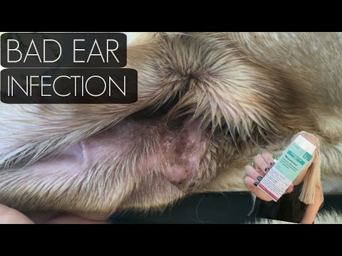 How I fixed My Labs Horrible Ear Infection!