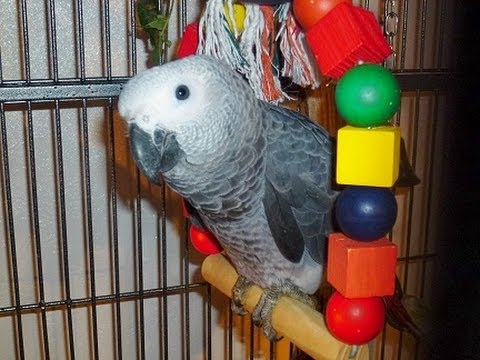SPRECHENDER PAPAGEI SAGT  DANKE FÜR SCHÖNES LEBEN ! PAPAGEI SPRICHT!
