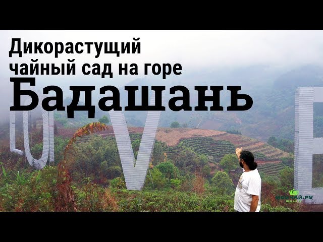 Дикий чайный сад в джунглях. Гора Бадашань, Юньнань