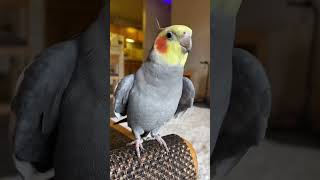 Download lagu Short little whistles from Yums #parrot #cockatiel #yumyumthetiel #bird #pet #cute mp3