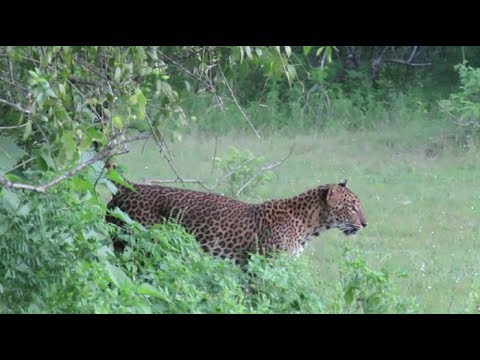 Yala National Park - Pride of Sri Lanka