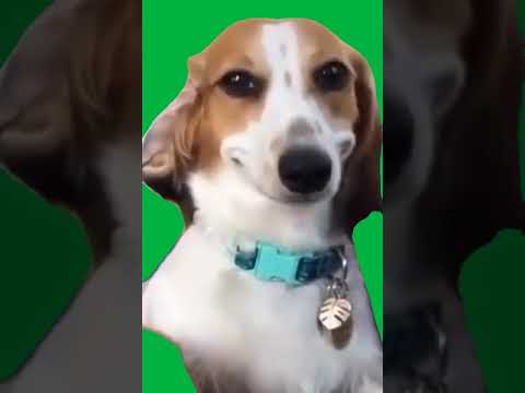 Dog smiling meme Green Screen #shorts #memes #greenscreen #trending #dog