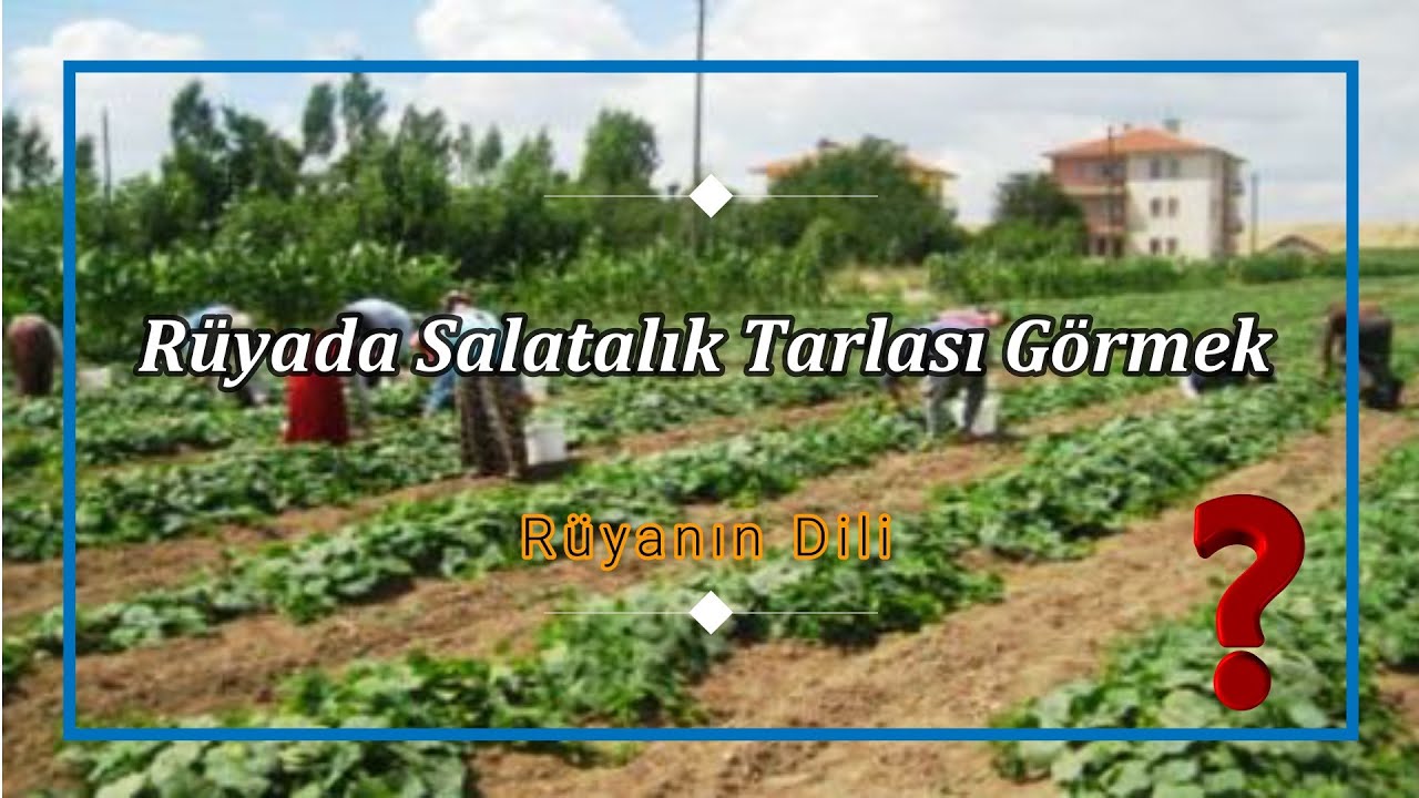 RÜYADA SALATALIK TARLASI GÖRMEK (rüya tabiri)