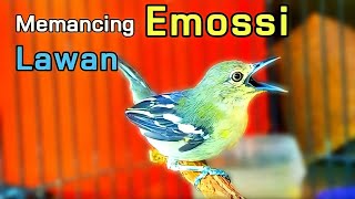Download lagu Cipoh gacor NGAJAK TARUNG mp3