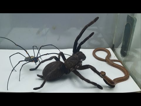 Giant Tarantula vs Snake vs Spider - What happened
