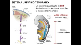Embriología: Desarrollo del sistema urinario