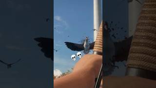 This goose flew straight into my decoys like it owned the place?BIG mistake!💥🦢 #COTW #GooseHunting