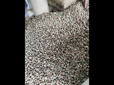 Whole raw cashew nuts, sw180