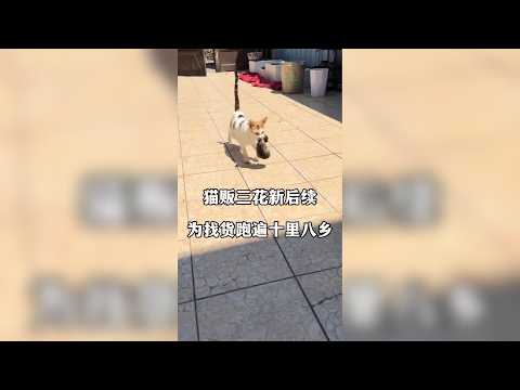 貓販子三花新後續，跑遍十裡八鄉尋找貨源 #三花貓 #貓販子 #貓咪的迷惑行為