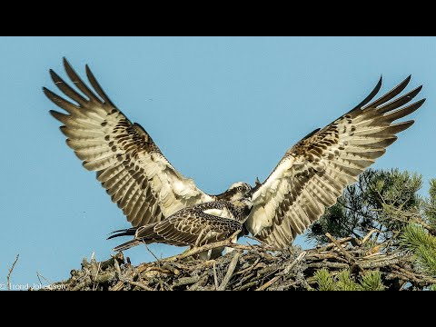 "Slow Motion Flight | Osprey - Fiskeørn Hunting | 2025 Wildlife Photography"