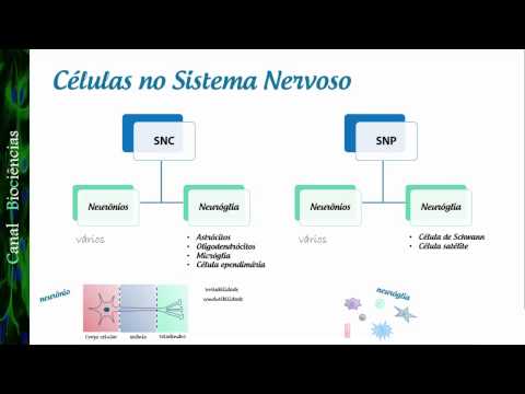 Basic Neuroscience - Class 02 - The Cells of the Nervous System