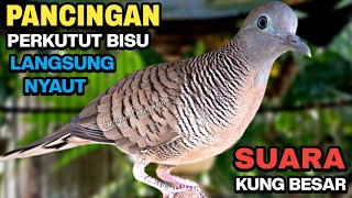 Download lagu Perkutut Lokal GACOR Suara Kung Besar Pancingan Burung Perkutut Agar Bunyi. mp3 Download lagu Perkutut Lokal GACOR Suara Kung Besar Pancingan Burung Perkutut Agar Bunyi. mp3