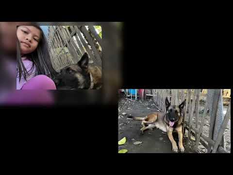 petz part 1❤️❤️❤️